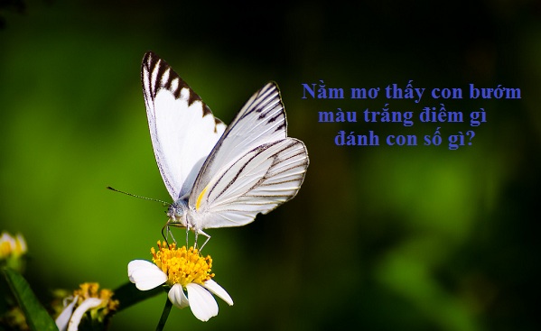 nam-mo-thay-con-buom-mau-trang